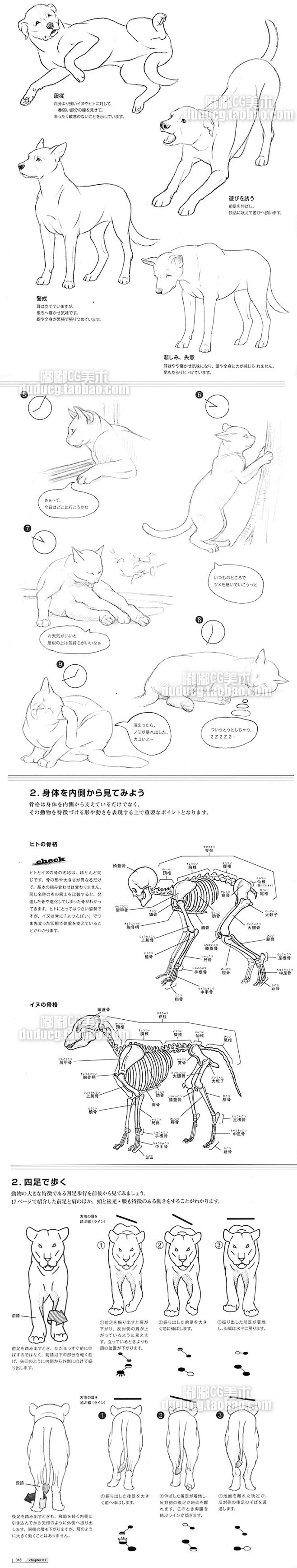 800 动物绘画技法 宠物狗猫手绘教程线...