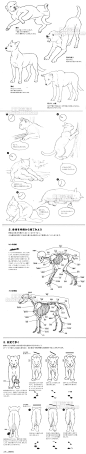 800 动物绘画技法 宠物狗猫手绘教程线稿 绘画速写漫画学习素材-淘宝网