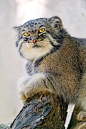 500万年未进化的猫—帕拉斯猫：世界最凶猛的猫-搜狐