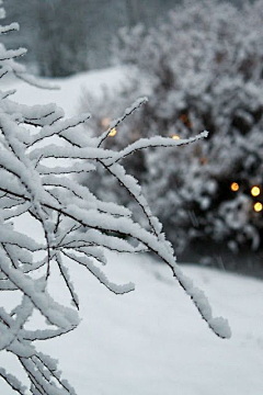 王艺瑾的围脖采集到雪景