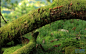 长满苔藓的枯木背景图片素材-非凡图库