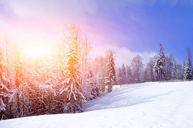 树木雪景摄影 图片素材下载-自然风景-自...