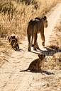 wolverxne:

Lioness & cubs on a family stroll | by: { Michel Rademaker }
