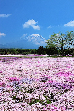 Kapoki采集到芳菲