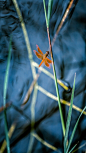 【今日立夏】细竹竿上休憩的红蜻蜓 (© d3sign/Getty Images)
气温升高，天气渐暖，转眼来到了一年中最浪漫的季节——夏季。此时，雨水开始增多，正是林木、植物生长的好时节。金蝉、蜻蜓等昆虫纷纷苏醒，时而扑闪翅膀在半空中飞舞，时而停在竹竿上驻足休息，享受期待已久的仲夏。