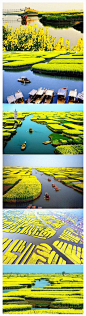 【油菜花开成海】在江苏兴化，每年春天都会被油菜花的金黄色渲染，一叶叶的小舟在花海中穿梭，这才真正符合江南色调的完美想象。 