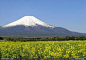 春季 富士山图片