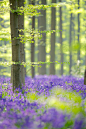 Hallerbos | by Corné van Oosterhout #摄影比赛#