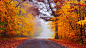秋天美丽的景色,森林,路,落叶,风景桌面壁纸