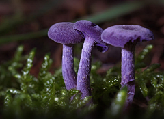 苹果★★采集到蘑菇