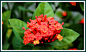 【赏花】龙船花（Ixora <wbr>chinensis）