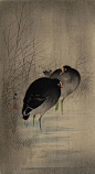 Ohara Koson (1877-1945), 1910s, Two Gallinules in shallow water between reeds