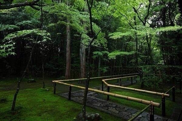 雨後山寺綠意濃。初夏京都高桐院。