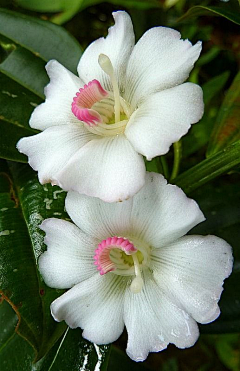 蝴蝶恋花采集到花瓣