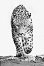 Leopard, Stuttgart by FGW