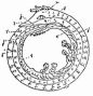 All is One!' cries this Ouroboros from Alexandrian Egypt. 亚历山大时期埃及的衔尾蛇声称：一即一切