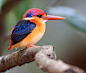 Photograph Oriental Dwarf Kingfisher by Nikhil Devasar on 500px