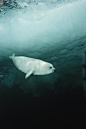 A Harp Seal Pup Swims Under Ice Covered
Brian J. Skerry