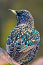 Spreeuw / Starling (Sturnus vulgaris) by Serge
T S M L O + 1/50s . f/6.3 . ISO 200 . 200 mm