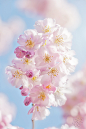 Jacky Parker在 500px 上的照片Sakura Spring