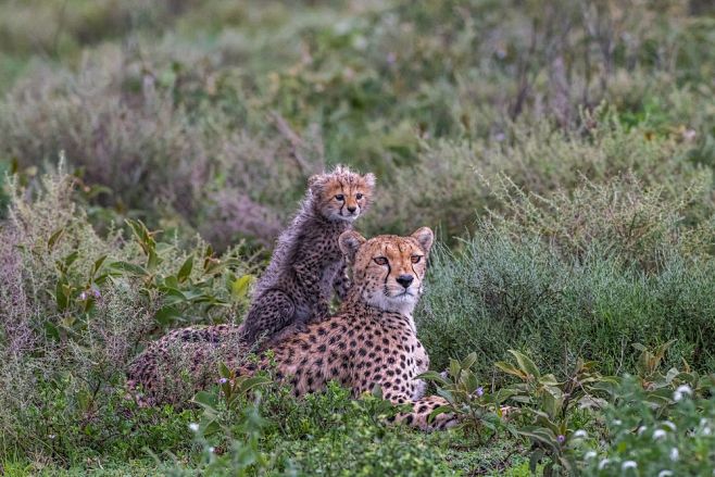 Cheetah Photo by Art...