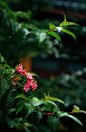 雨中的山寺，花犹自开，水犹自流