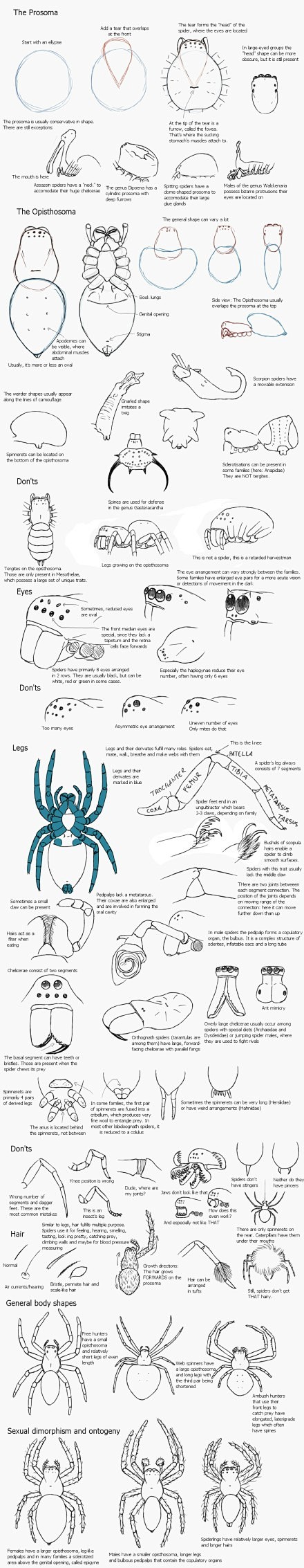 【动物结构】蜘蛛的结构分析。（via：R...