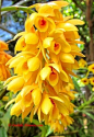 Dendrobium orchid