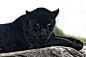 Black Jaguar Gazes at You at the Memphis Zoo