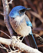 Scrub Jay_06
+ 1/320s . f/2.8 . ISO 160 . 200 mm