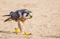 Gerda van Schalkwyk在 500px 上的照片Lanner falcon hunting insects