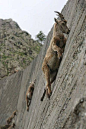 Alpine Ibexes climb nearly 90 degree angles to lick ice