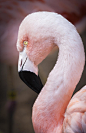 Flamingo Photograph - The Flamingo by David Millenheft