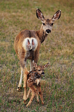 墨墨大娃娃采集到Deer.▕ 是鹿呢。