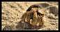 Galapagos - Hermit Crab by Andy-Stewart on deviantART
