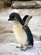 Baby Penguin | Cutest Paw