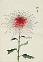 from Art of the Japanese Chrysanthemum