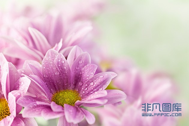 美丽鲜艳的紫色小菊高清晰大图下载-非凡图...