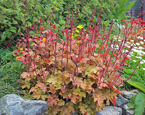 矾根(Heuchera micranth...