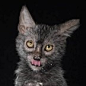 Best Lykoi