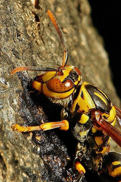 Paper Wasp!  Call A1...