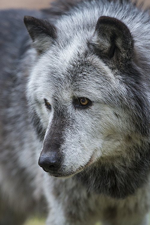 Wolf -2 (by Dan Newc...