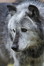 Wolf -2 (by Dan Newcomb Photography)