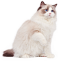 猫png1