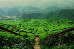 简单的纳尼采集到田间风景