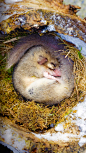 一只熟睡中的睡鼠，法国阿尔萨斯 (© M. Watsonantheo/SuperStock)
即使在阿尔萨斯寒冷的冬天，这只胖胖的睡鼠也能照样熟睡，阿尔萨斯是法国东部边境的一个地区，毗邻德国和瑞士。在这里，半木结构的房子有种经典童话般的感觉。说到童话故事，睡鼠也喜欢在这些故事中睡觉。在《爱丽丝梦游仙境》中，睡鼠被描绘成一副整天只知道睡觉的样子，相当可爱。
2017-12-26
欧洲, 法国, 阿尔萨斯