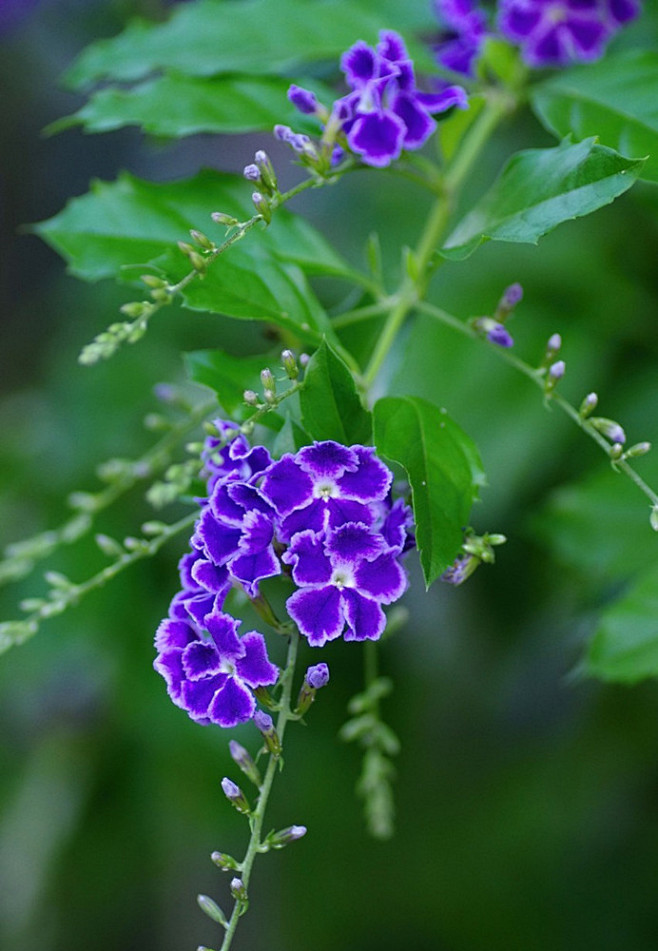 花月不曾闲，莫放相思醒