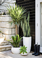 Outdoor plants: 