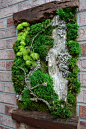 Beautiful Preserved Living Moss framed by two pieces of live edge black walnut. These preserved moss art pieces are a little new to my Etsy Shop. Since Ive been a designer for so many years and worked with moss this was simple for me to master. These wall