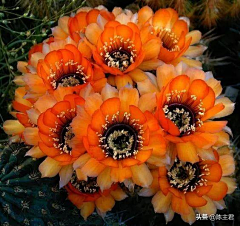 VmPZx_冷月无声采集到花卉